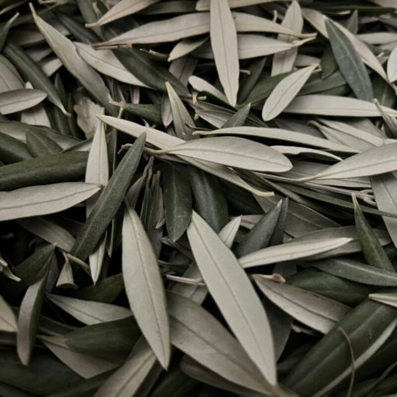 Olivo hoja cortada